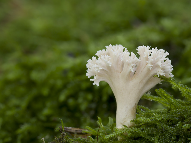 Ramaria gracilis